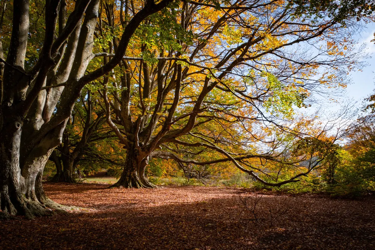 Autumn on the Estate: Seasonal Traditions and Tasks for Manor House Living